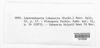 Leptosphaeria libanotis image
